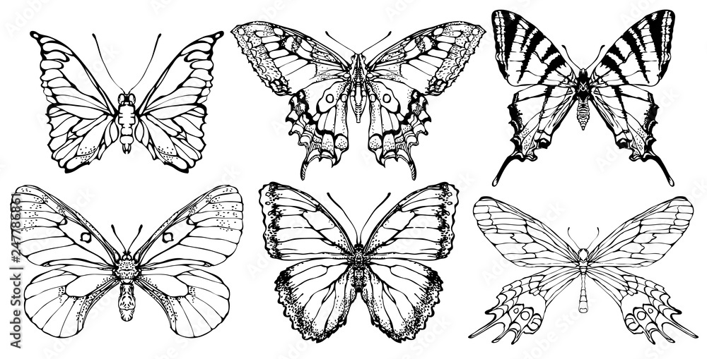 Vector set of various butterflies in retro style. Realistic collection of contour drawings of butterflies. Vector illustrations isolated on white background