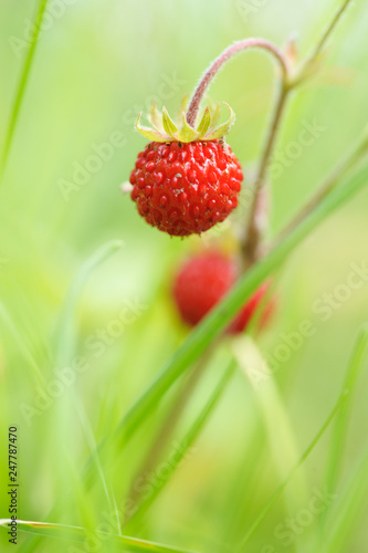 Wild strawberry, Fragaria vesca. Delicious red ripe berries. photo