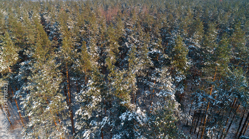 Aerial view of the pine forest in winter.