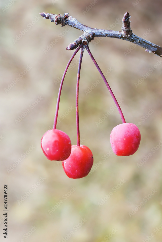 Siberian crab apple (Malus baccata) red berries hanging on branch. Selective focus and shallow depth of field Siberian crab apple (Malus baccata) red berries hanging on branch. Selective focus and shallow depth of field