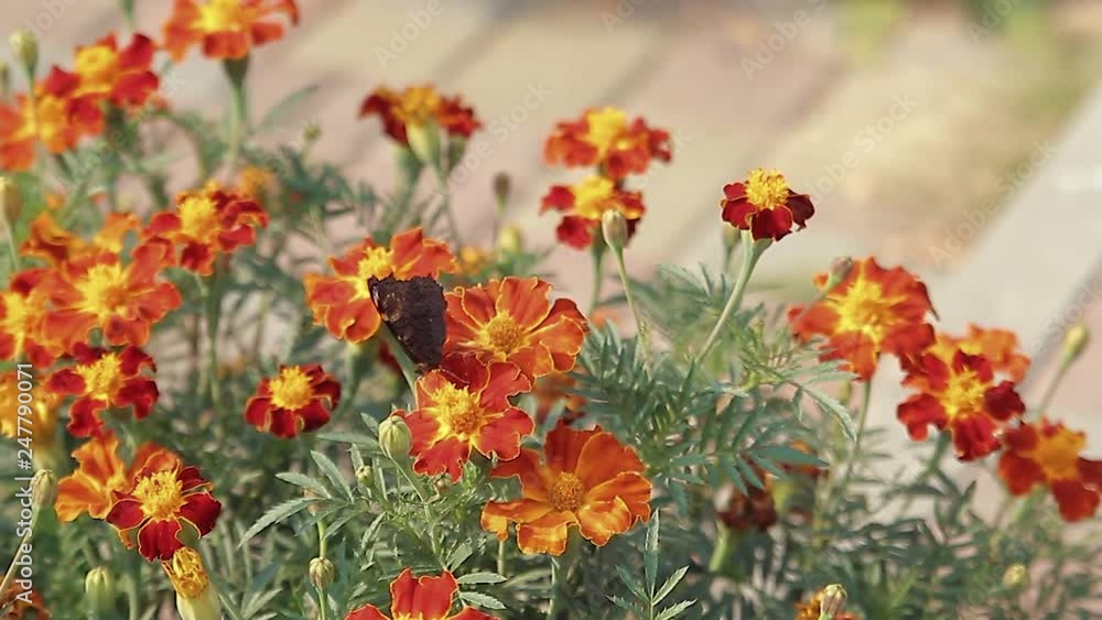 Bee & Butterfly sitting on orange marigold flowers on a flower-bed Bee & Butterfly sitting on orange marigold flowers on a flower-bed
