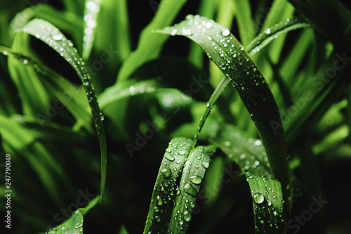 Elytrigia repens with dew drops on black background. photo