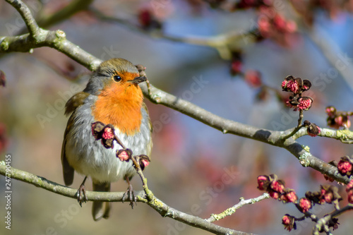 A Robin perched on a wig © John Price