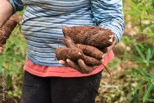 farmer showing the manioc she just picked