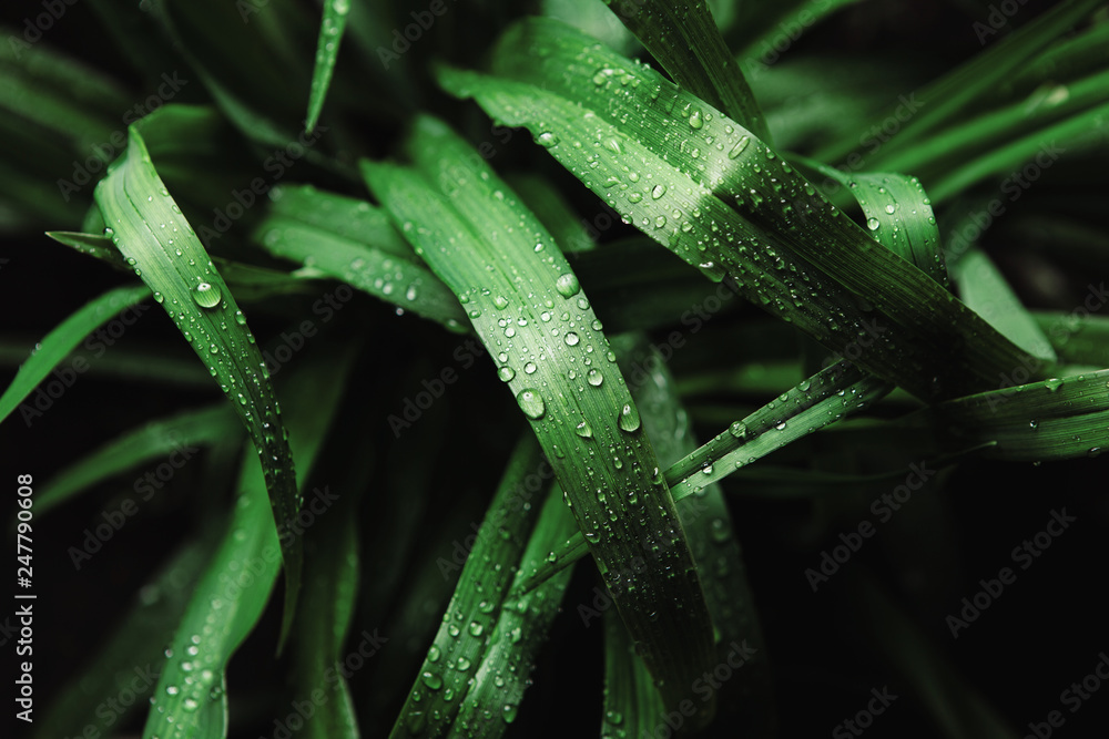 Elytrigia repens with dew drops on black background, top view. Elytrigia repens with dew drops on black background, top view.
