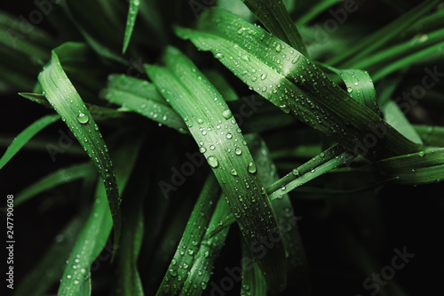 Elytrigia repens with dew drops on black background, top view. photo