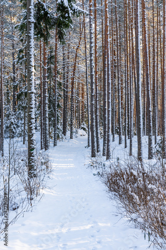 Sunny Winter Day in Pine Tree Forest, Abstract Background