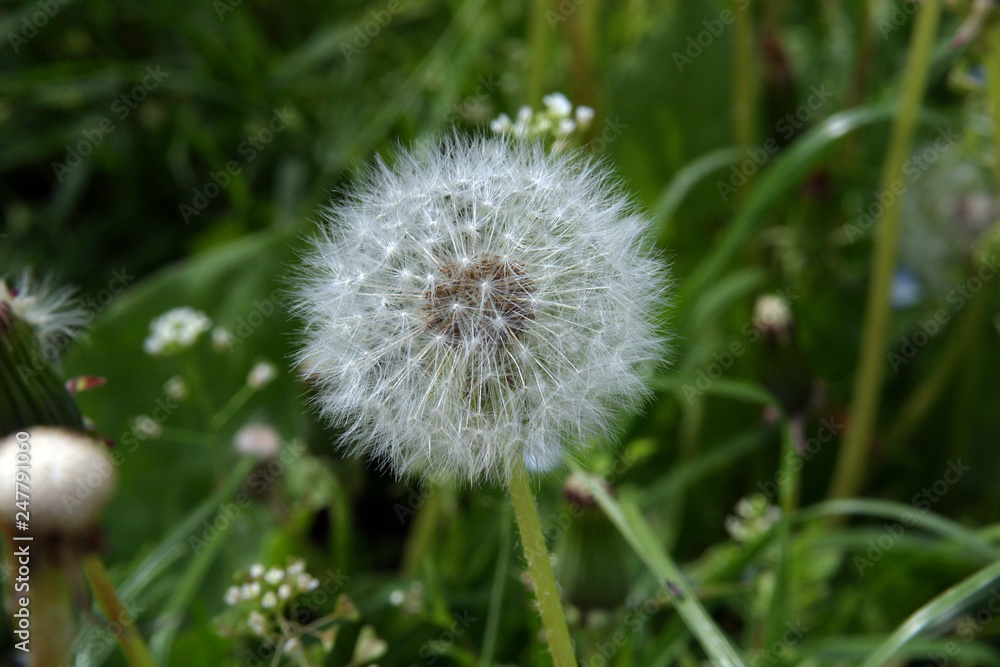 Dandelion