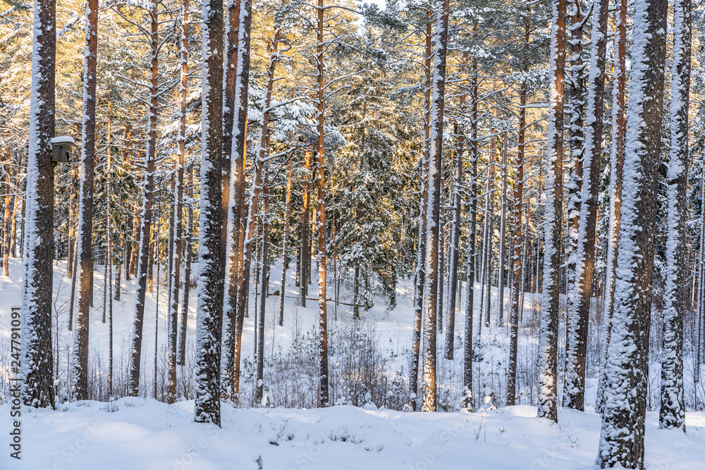 Sunny Winter Day in Pine Tree Forest, Abstract Background Sunny Winter Day in Pine Tree Forest, Abstract Background