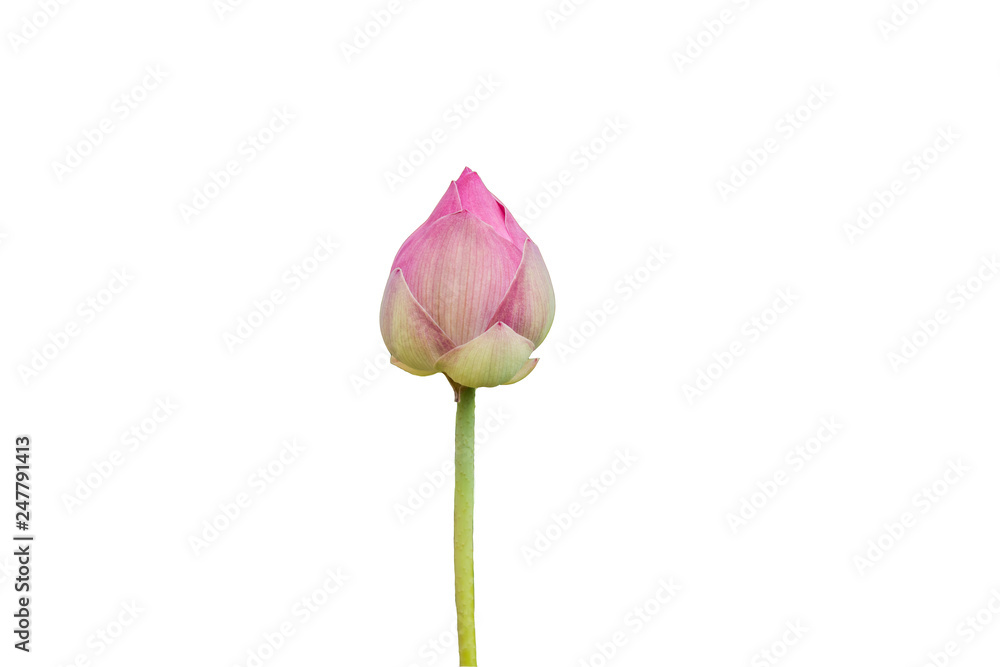 pink Lotus flower pink Lotus flower