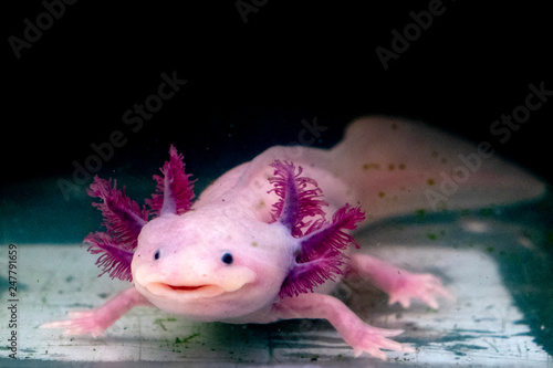 axolotl mexican salamander portrait underwater photo