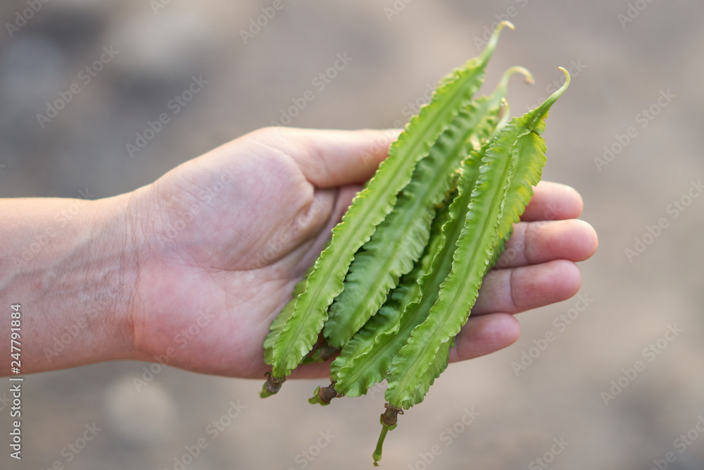 Naklejka premium Winged bean pods in farmer hands. U THAITANEE province, Thailand