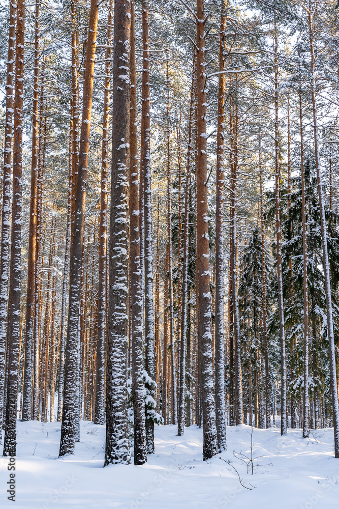 Sunny Winter Day in Pine Tree Forest, Abstract Background Sunny Winter Day in Pine Tree Forest, Abstract Background