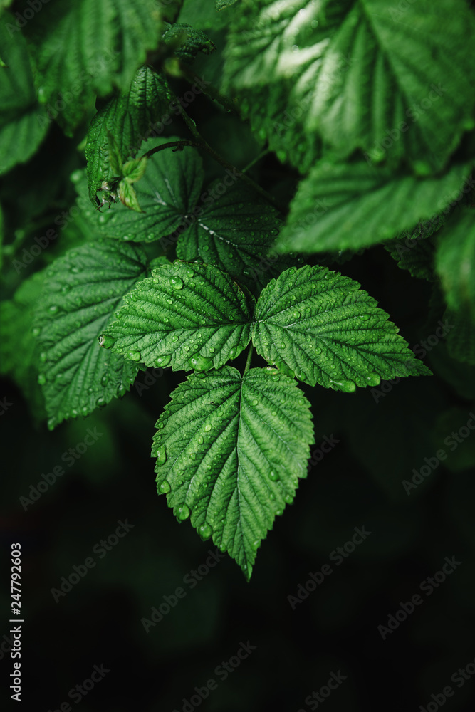 Juicy currant leaves after rain, in drops of water on dark background, vertical close-up shot. Juicy currant leaves after rain, in drops of water on dark background, vertical close-up shot.