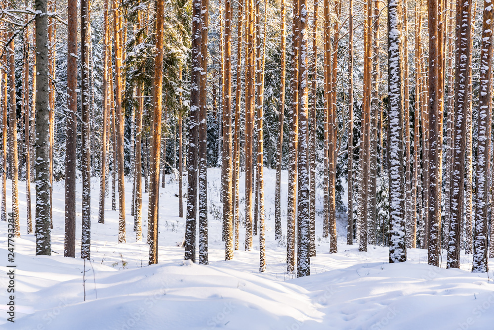 Sunny Winter Day in Pine Tree Forest, Abstract Background