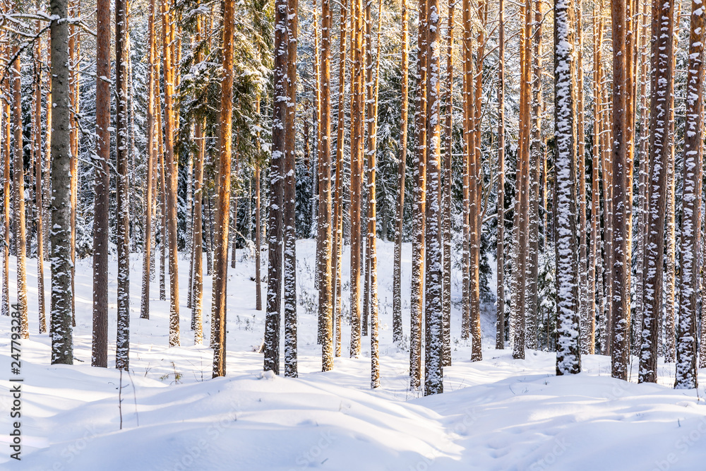 Sunny Winter Day in Pine Tree Forest, Abstract Background Sunny Winter Day in Pine Tree Forest, Abstract Background
