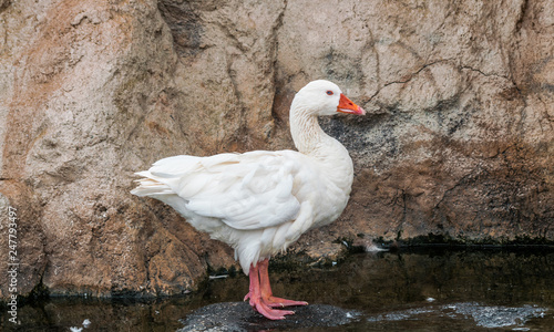 Domestic geese (Anser anser domesticus) standing on a rock, in the water, with rock background photo