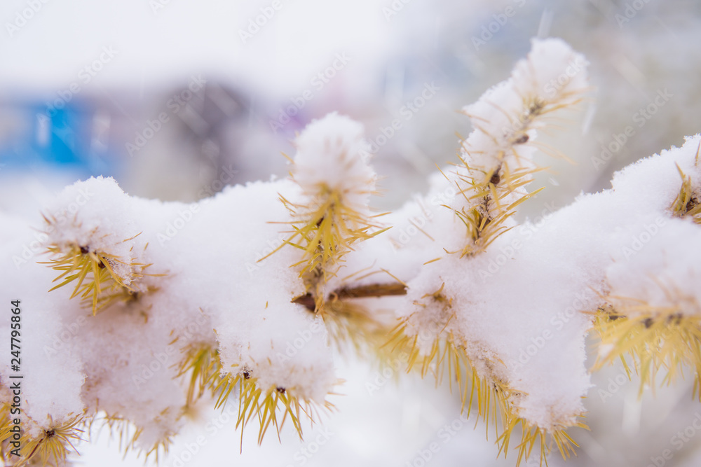 First snow.Snow on a tree branch. First snow.Snow on a tree branch.