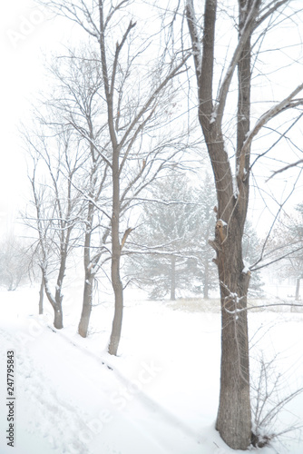 winter   dry trees 