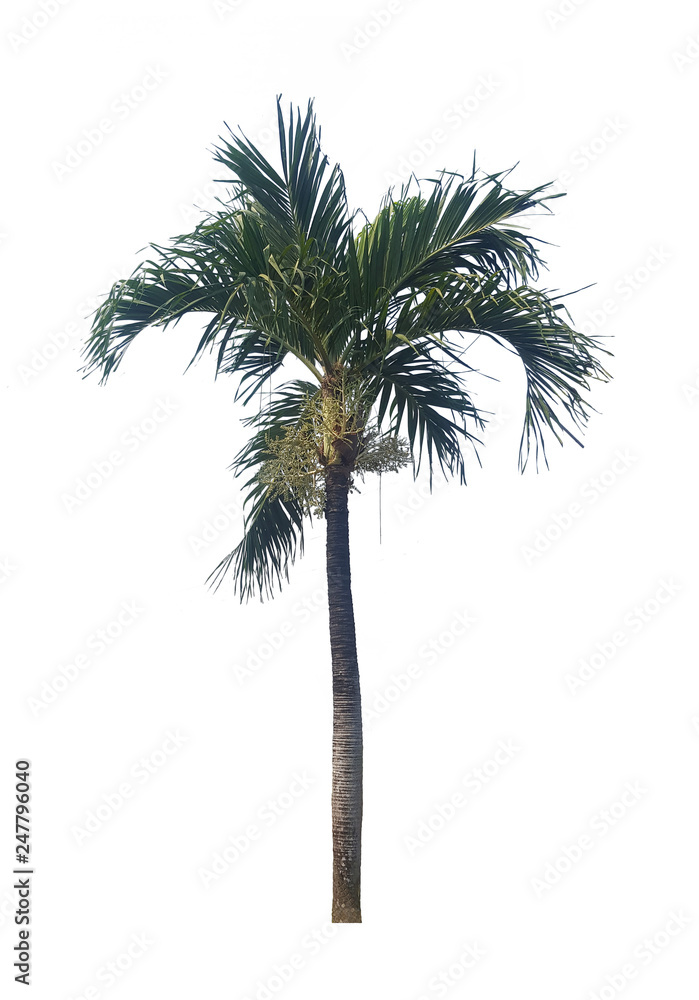 palm tree isolated on white background