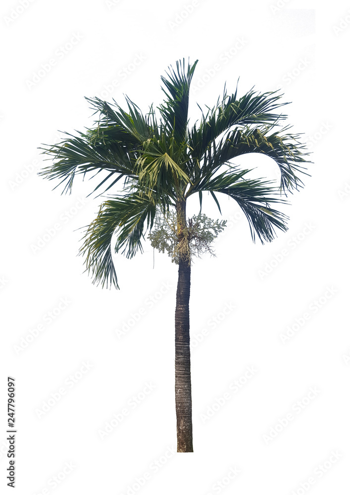 palm tree isolated on white background