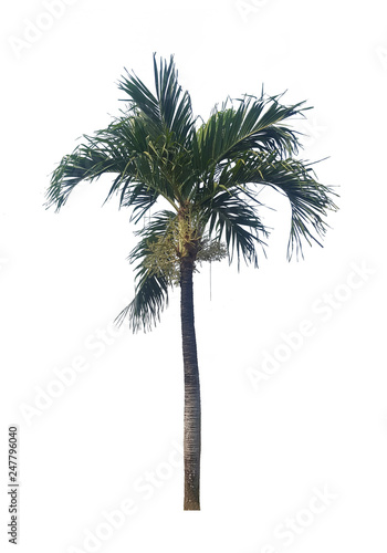 Obraz na płótnie palm tree isolated on white background w salonie