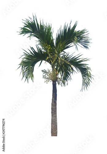 Obraz na płótnie palm tree isolated on white background w salonie