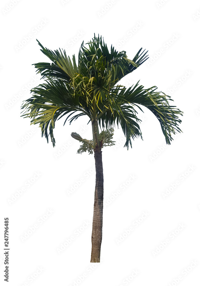 palm tree isolated on white background