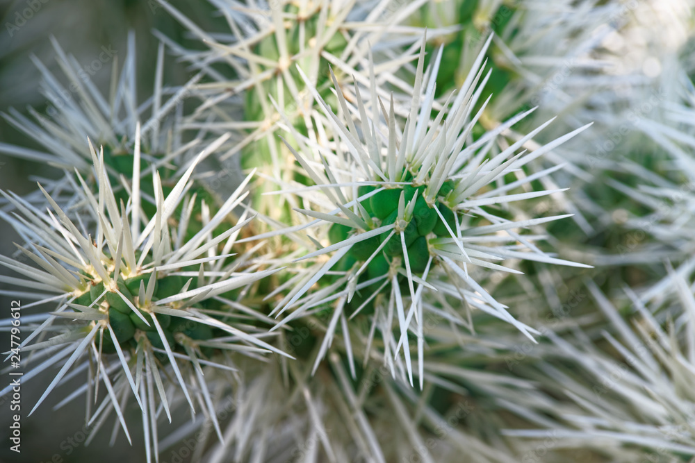 Cactus with long white needles - Teddy Bear Cholla Cactus Cactus with long white needles - Teddy Bear Cholla Cactus