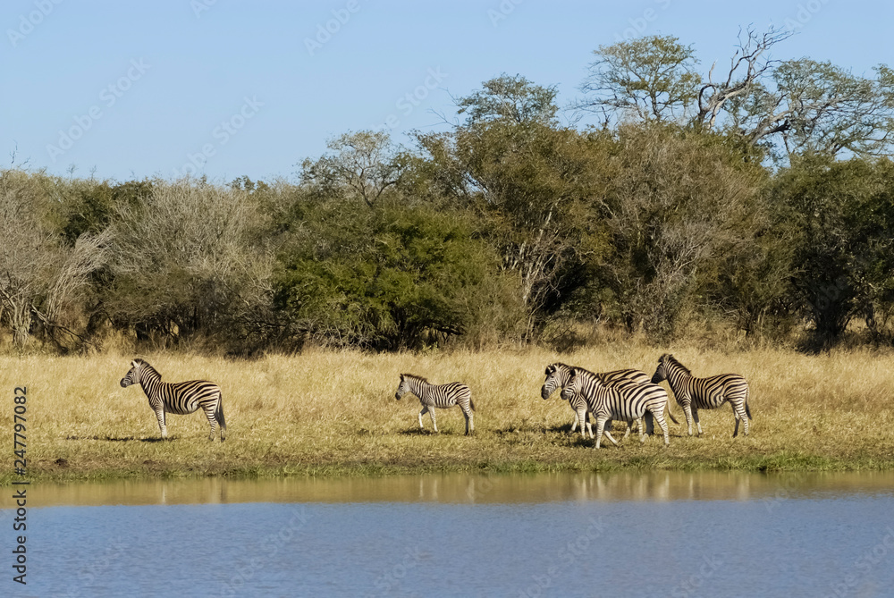 Fototapeta premium Herd of zebras in the African savannah