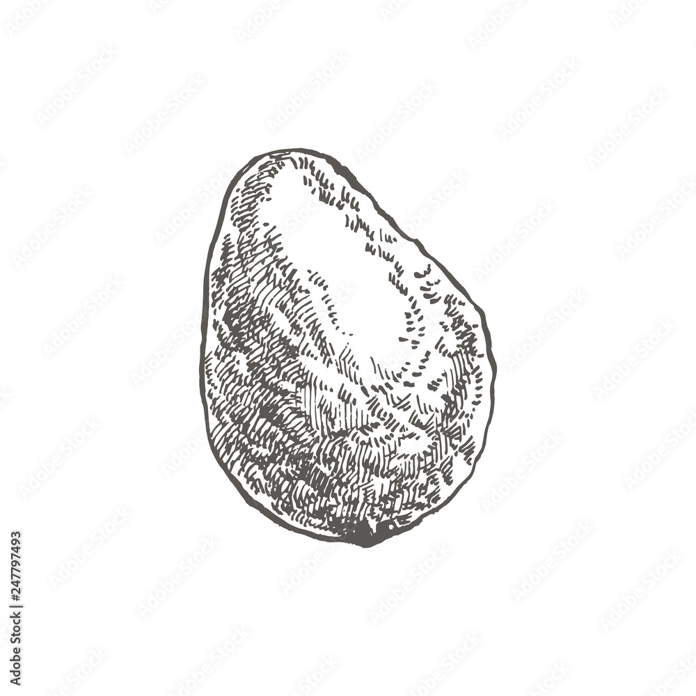 Avocado. Vector hand drawn illustrations. Tropical summer fruit engraved style illustration. Avocado. Vector hand drawn illustrations. Tropical summer fruit engraved style illustration.