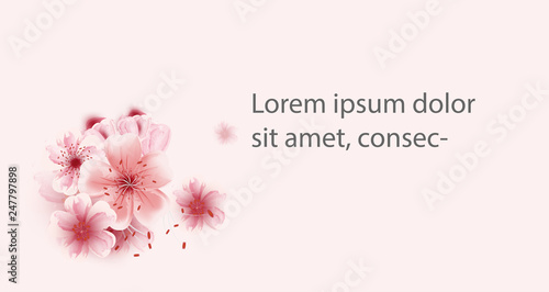 vector cherry blossoms sakura flowers isolated on pink background, Flower illustration, lovely greeting cards ,elements,invitation,brochure,banners,posters