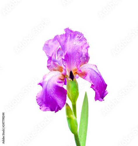 Purple iris flower closeup isolated on white background with clipping path