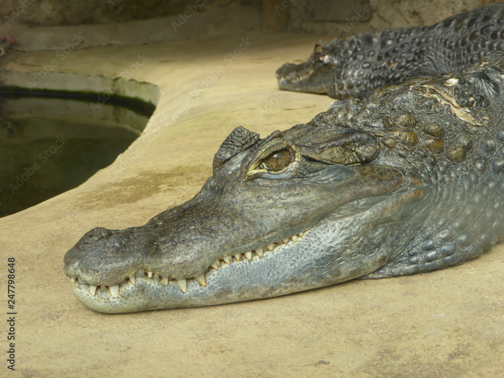 Fototapeta premium black caiman