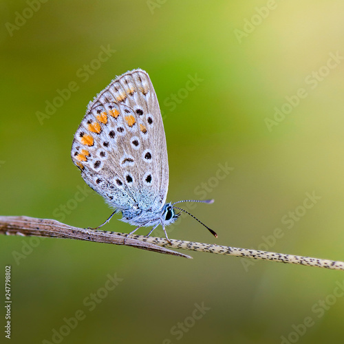 Small butterfly dove sits on a dry spikelet of grass