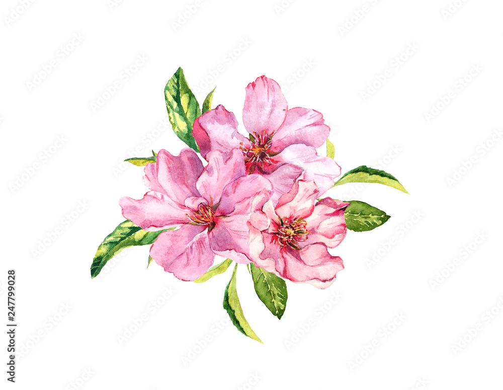 Spring cherry, sakura flowers or pink apple blossom. Flourish watercolor