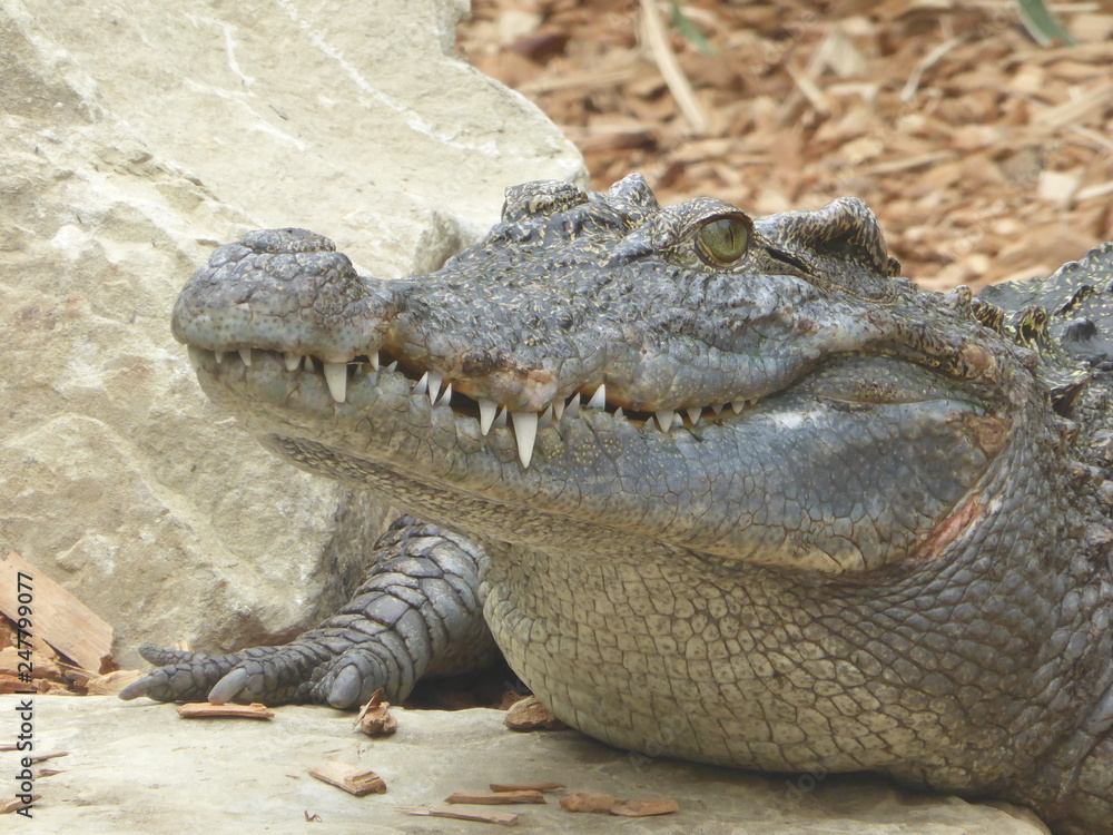Obraz premium siamese crocodile