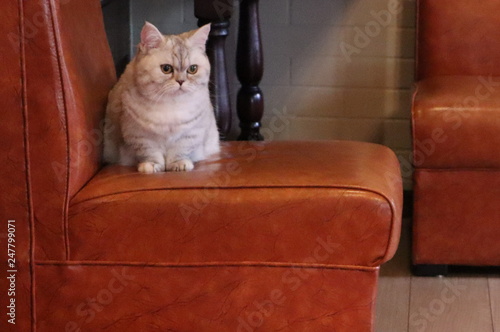 ソファーの上に座っている白いミヌエット猫 photo