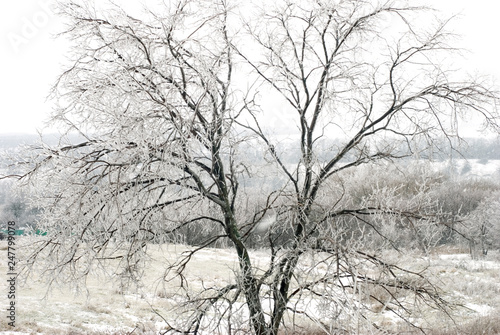 tree in the snow  Winter tree  Winter wood