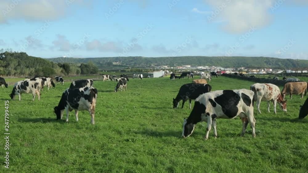 Dairy cattle in field, Terceira Island, Azores, Portugal Dairy cattle in field, Terceira Island, Azores, Portugal