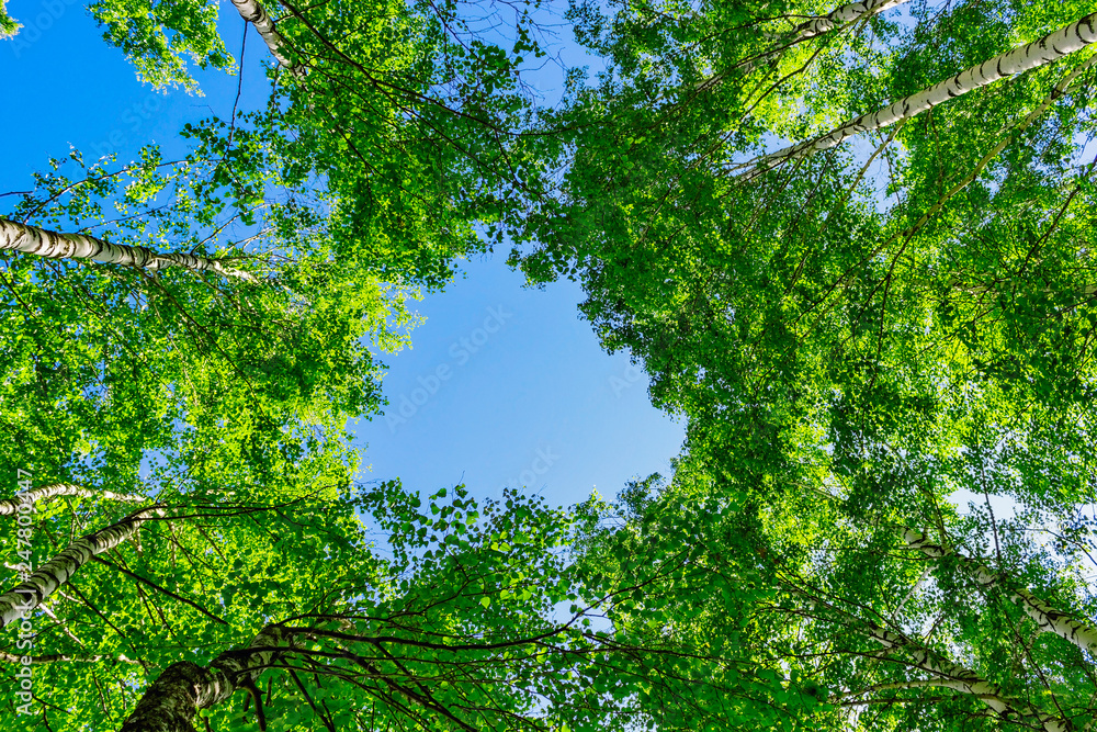Fototapeta premium green birch foliage and blue summer sky
