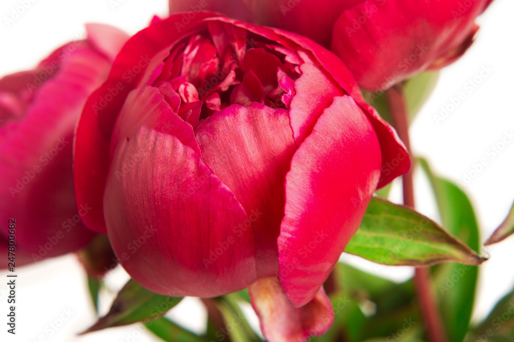 Spring concept. Bouquet of red pions isolated on white Spring concept. Bouquet of red pions isolated on white
