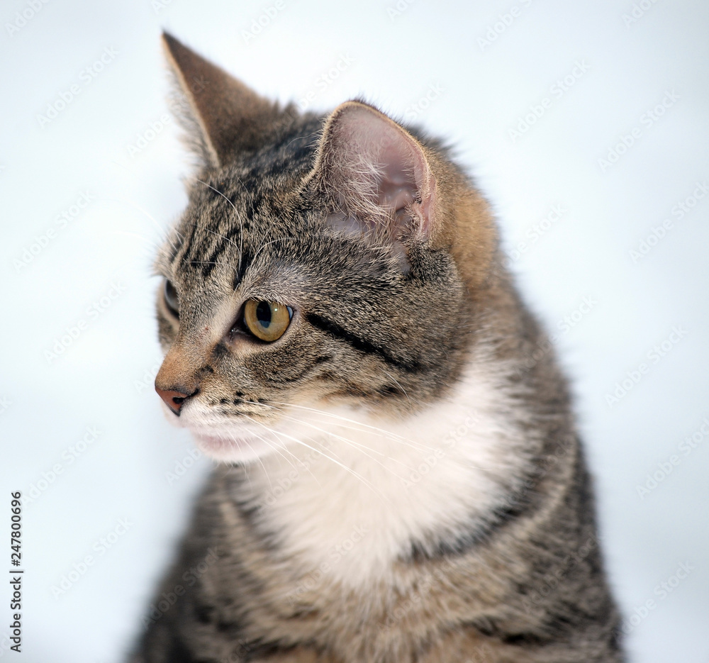 portrait of a striped with white cat on a white background portrait of a striped with white cat on a white background