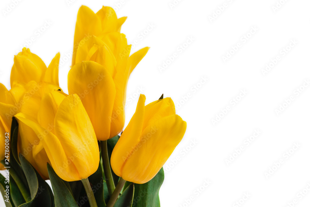 Spring concept. Bouquet of yellow tulips isolated on white Spring concept. Bouquet of yellow tulips isolated on white