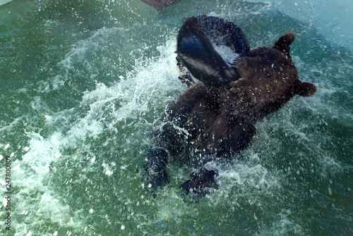 bear  bear with a wheel  bear in water
