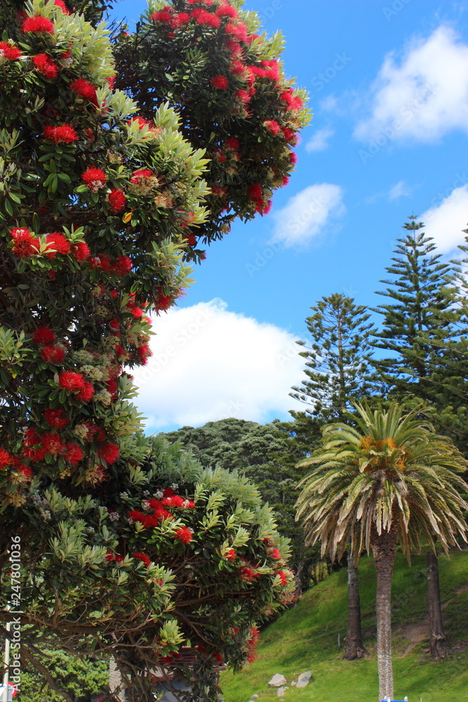 Flowers - Tauranga - New Zealand