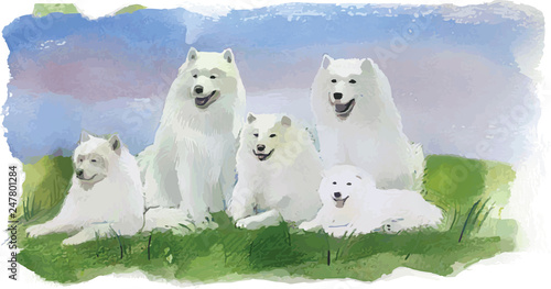 Dog husky