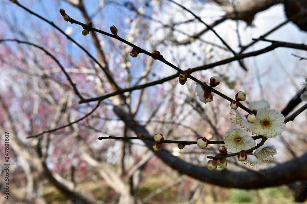 梅の花~Plum blossoms. 梅の花~Plum blossoms.
