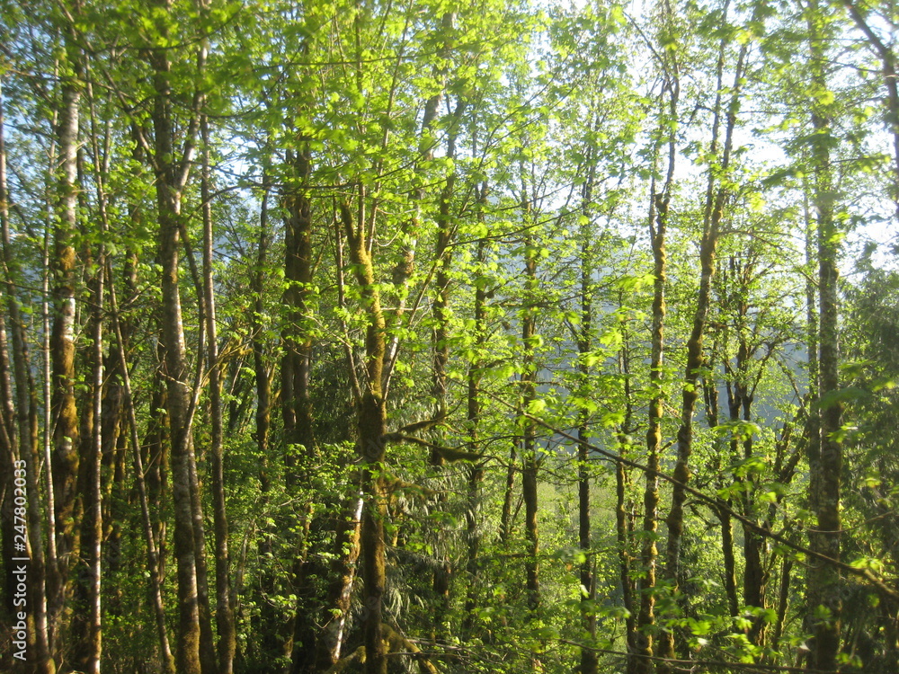 Fototapeta premium Green woods, canada