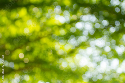 Natural green bokeh abstract background